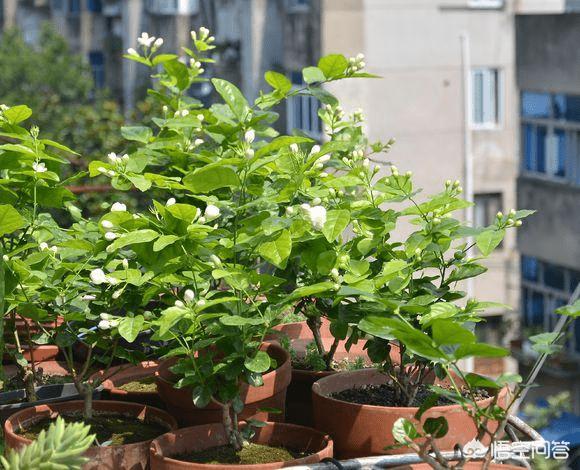 茉莉花长什么样子,茉莉花的花朵像什么东西？