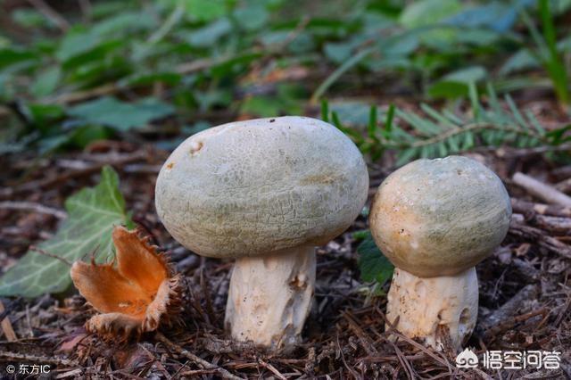 云南野生菌,云南野生菌大家有吃过吗？