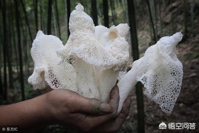 云南野生菌,云南野生菌大家有吃过吗？