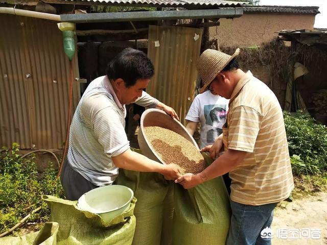 家里蛾子多怎么找源头,消灭蛾子的最好方法是什么？