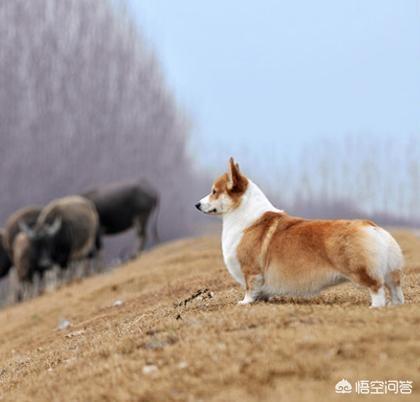 小柯基多少钱一只,小柯基犬的价格一般是多少钱？