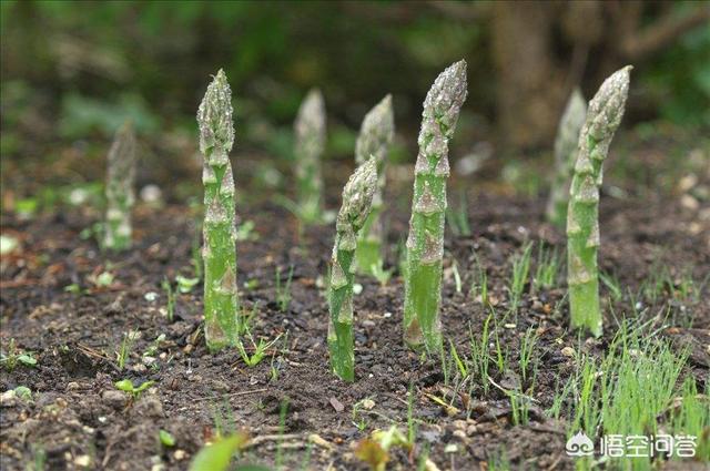 芦笋是什么植物,种植芦笋对土壤有什么要求？