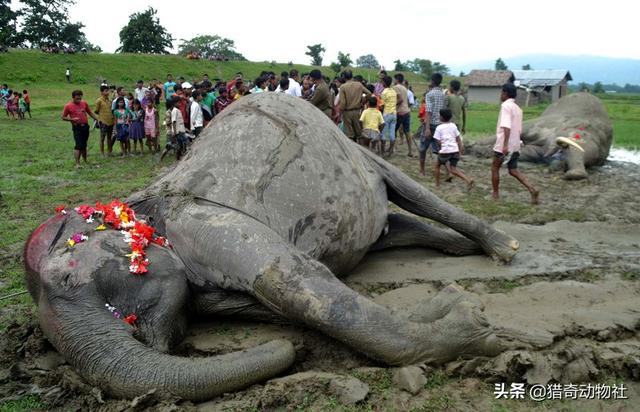 大象墓地,大象死后它们的身体怎么处理？