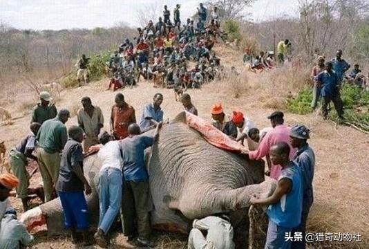 大象墓地,大象死后它们的身体怎么处理？