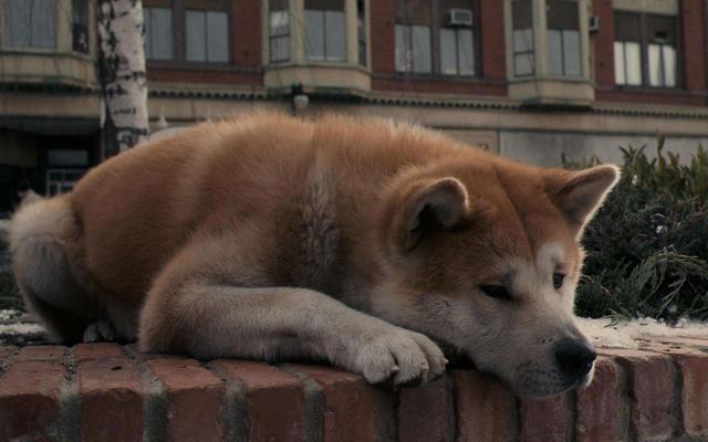 秋田犬和柴犬哪个贵,柴犬好养还是秋田犬好养？