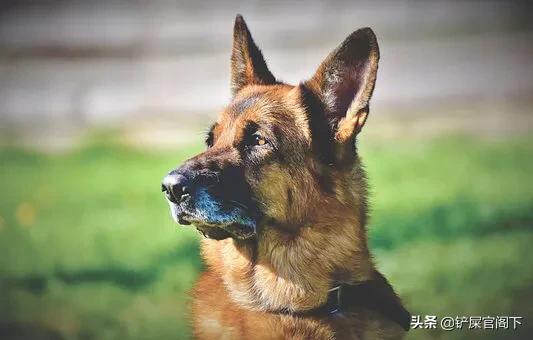 大型犬类,什么大型狗又漂亮又厉害？