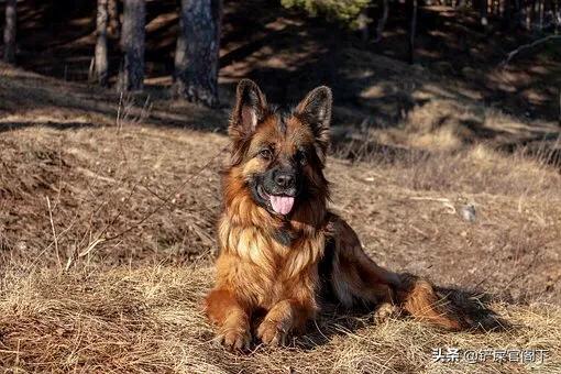 大型犬类,什么大型狗又漂亮又厉害？