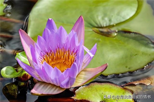 水缸里如何种植睡莲,怎样让缸养莲花年年开花？