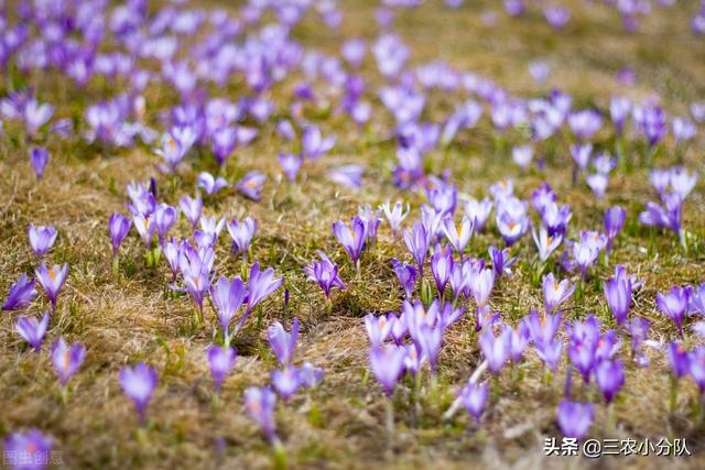 番红花,番红花花语和寓意详情介绍？