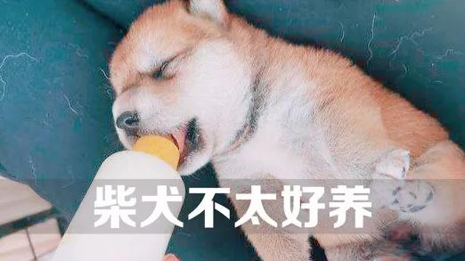 柴犬好养吗,柴犬好养吗？养柴犬有什么好处？