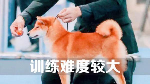 柴犬好养吗,柴犬好养吗？养柴犬有什么好处？