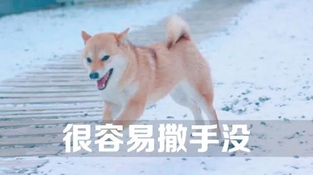 柴犬好养吗,柴犬好养吗？养柴犬有什么好处？