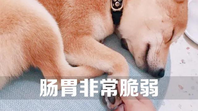 柴犬好养吗,柴犬好养吗？养柴犬有什么好处？