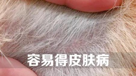 柴犬好养吗,柴犬好养吗？养柴犬有什么好处？