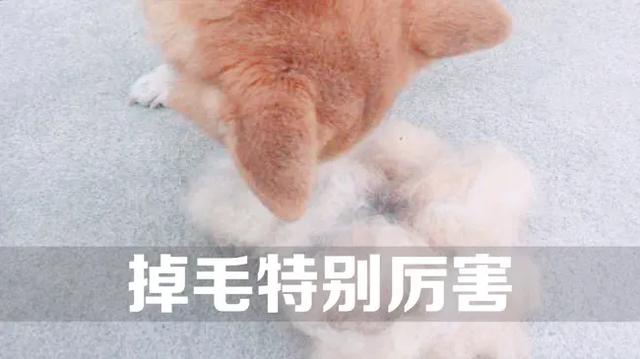 柴犬好养吗,柴犬好养吗？养柴犬有什么好处？