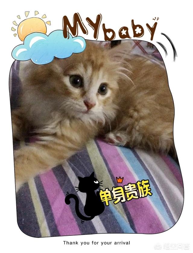 猫抑郁,猫全身猫癣，很抑郁，该怎么办？