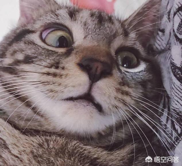 猫抑郁,猫全身猫癣，很抑郁，该怎么办？