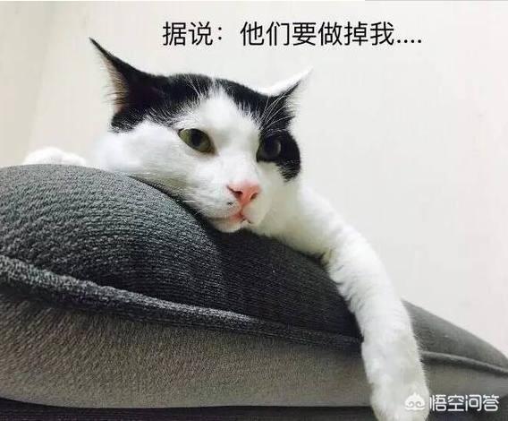 猫抑郁,猫全身猫癣，很抑郁，该怎么办？