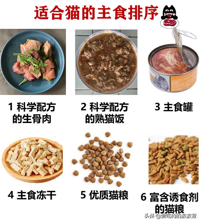 猫喜欢什么,哪些食物是猫咪最爱吃的？