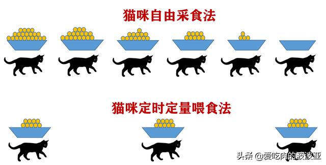 猫喜欢什么,哪些食物是猫咪最爱吃的？