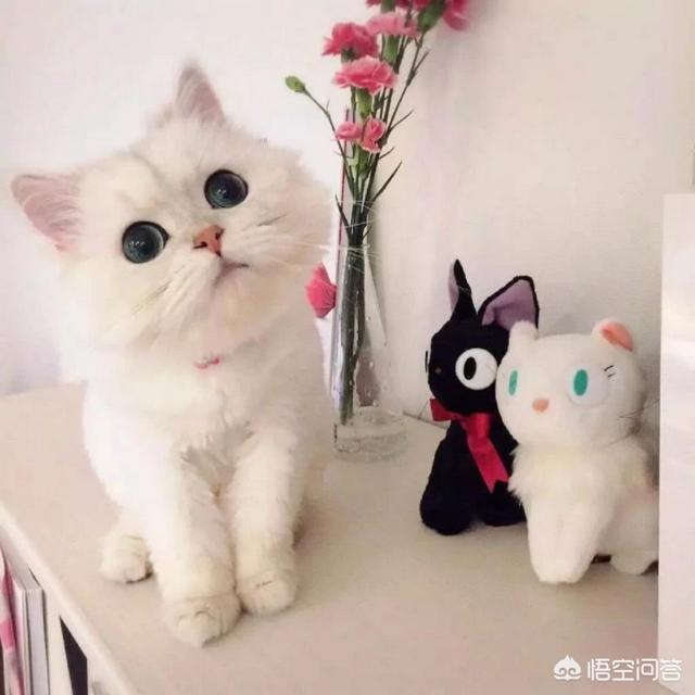 猫喜欢什么,猫最喜欢吃的东西是什么？