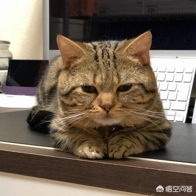 喜欢猫的女生什么性格,喜欢猫的人都是什么性格？