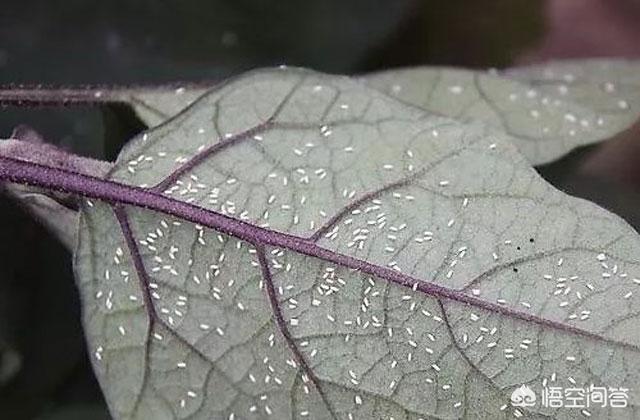 白粉虱,冷棚种植茄子怎么防治白粉虱？