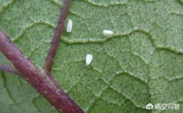 白粉虱,冷棚种植茄子怎么防治白粉虱？