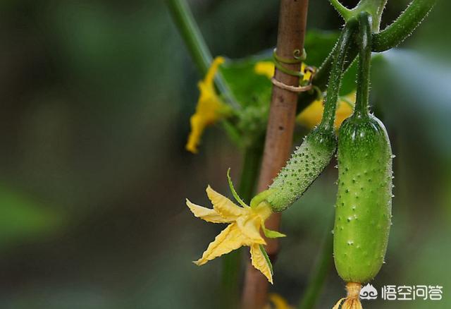 白粉虱,黄瓜叶子上有白色小飞虫怎么办？