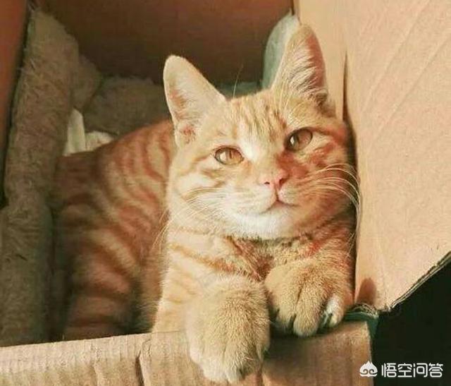 狸花猫和虎斑猫的区别,橘猫和黄狸猫有什么区别呢？