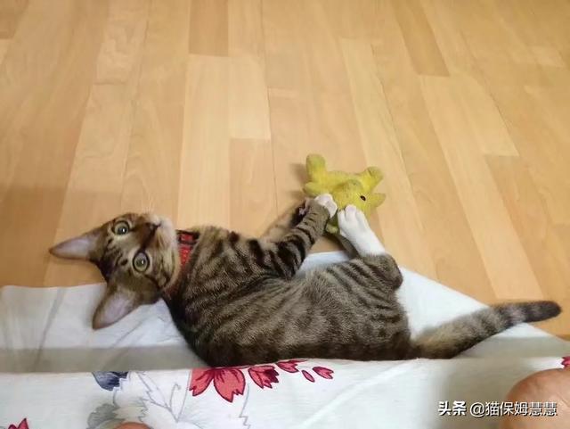 猫抑郁,猫咪有抑郁症会有什么表现？