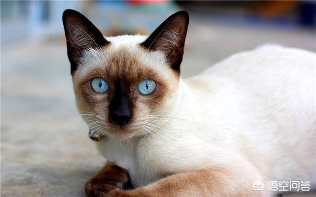 宠物猫的品种大全排行,养猫养什么品种好？为什么？