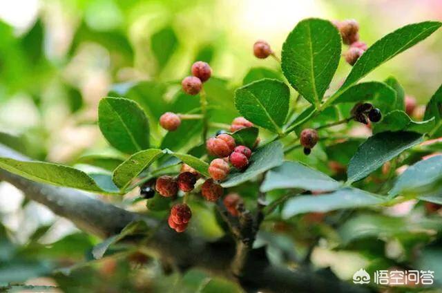 花椒的害处,花椒树好管理吗？怎样能多结果？