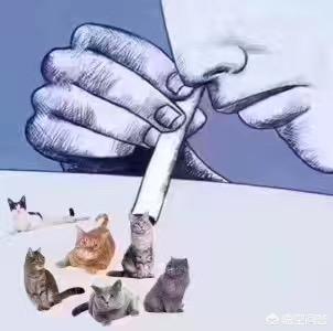 橘猫价格,养一只猫每月要花多少钱？