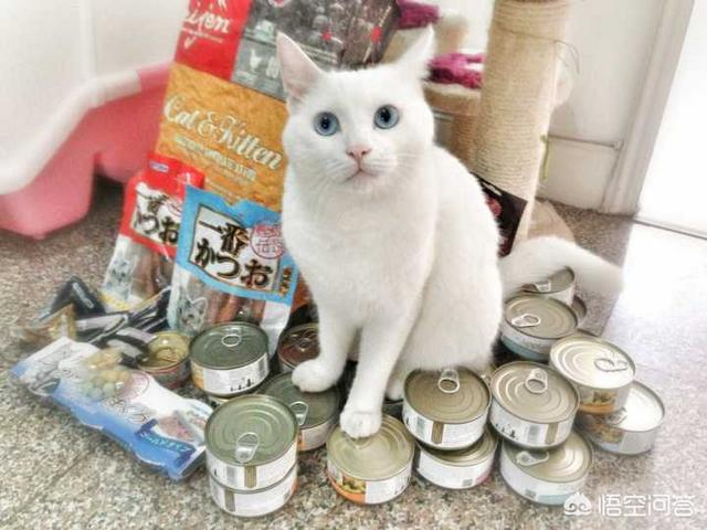 橘猫价格,养一只猫每月要花多少钱？