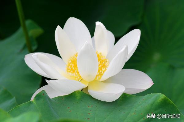 白莲花是什么意思,说一个人白莲花什么意思？