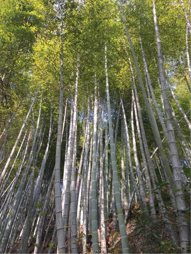 青少年沉迷手机的危害,学生们过度沉迷于手机怎么办？