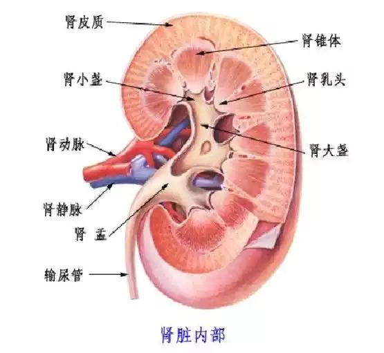 肾脏不好有哪些表现,肾功能不好的人都有哪些表现？