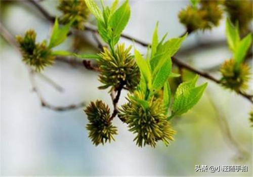 杜仲的功效与作用,汉中略阳杜仲雄花有啥功效？