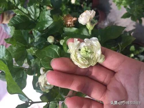 盆栽茉莉的养殖方法和注意事项,茉莉花的种植方法有几种？