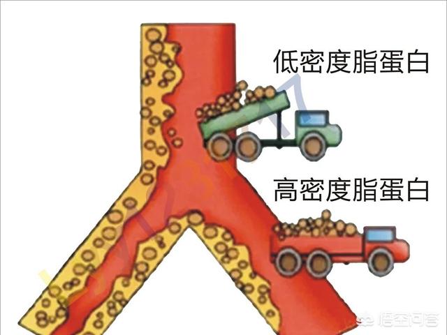 血脂稠如何调理,血液粘稠，如何“稀释”才好？