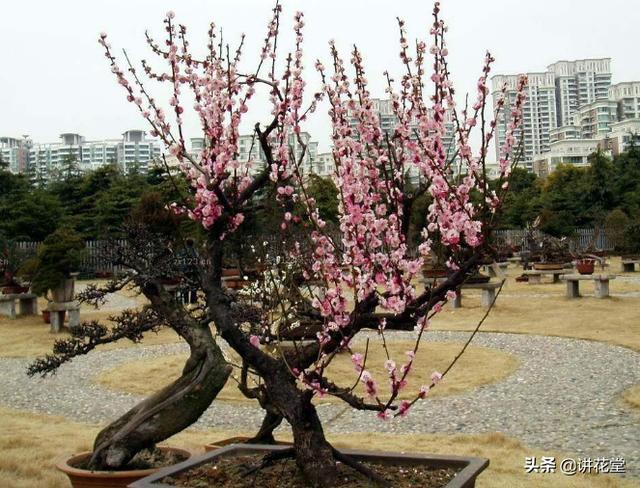 冬天开什么花,院子里种哪些花冬天可以开花呢？