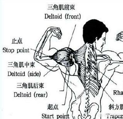 三角肌锻炼,为什么三角肌一直练不起来？