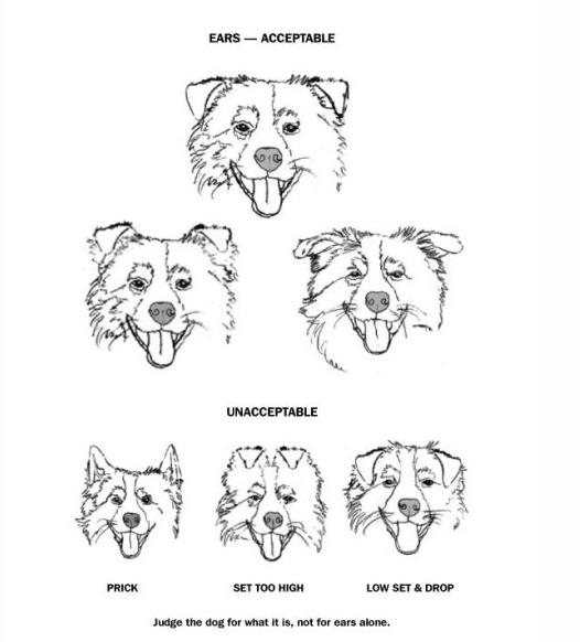 一般边牧的价格多少钱一只,失格的边境牧羊犬一般卖多少钱？