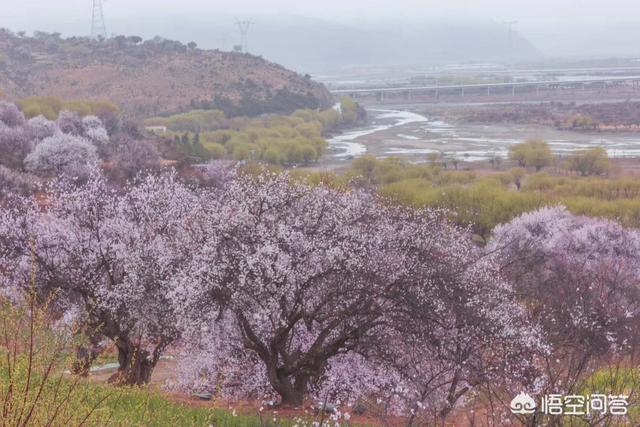 5月份适合去哪旅游,西藏旅游5月可以去哪些地方？