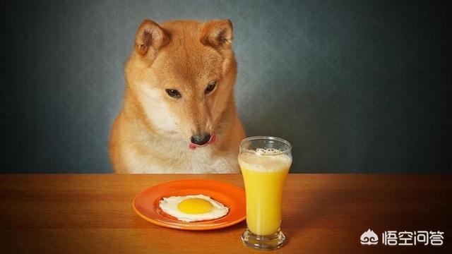 狗狗不吃狗粮怎么办,狗狗爱吃零食不吃狗粮怎么办？