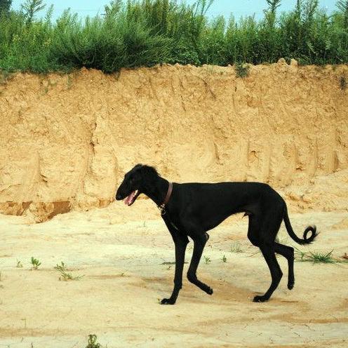 名犬排名,中国有哪些比较有名的狗狗？