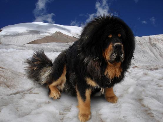 名犬排名,中国有哪些比较有名的狗狗？