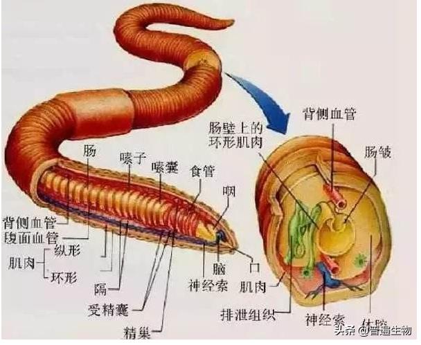 鱼有没有心脏,地球上所有的动物都有心脏吗？