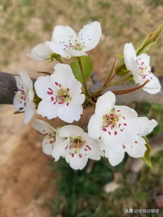 鲜花种类,园林绿化花卉品种有哪些？